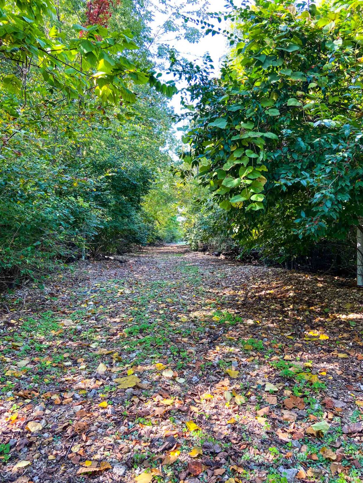 Future Rock Island Trail in Eldon